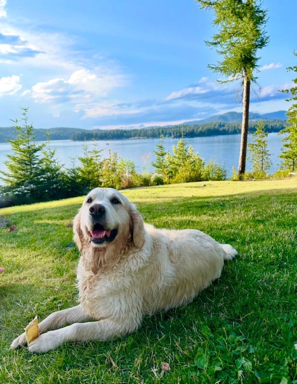 /Images/uploads/Big White Dog Photography/love-unleashed/entries/34105thumb.jpg